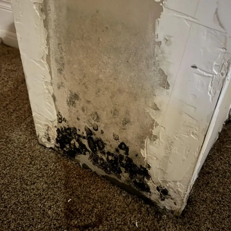Professional Mold Removal in Wilbraham, MA